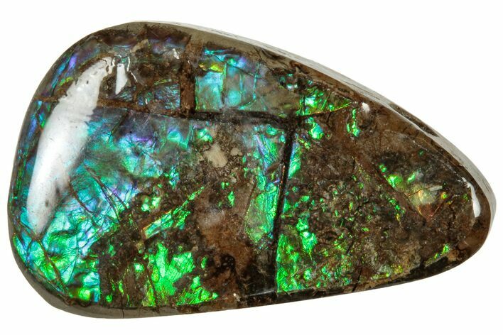 Iridescent Ammolite (Fossil Ammonite Shell) - Alberta #320786